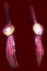Hair Wrap